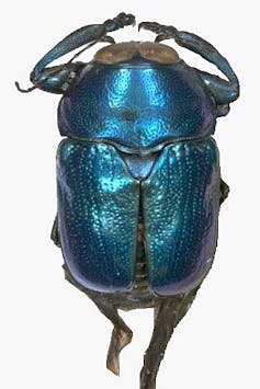 An image of a iridescent green-blue beetle.