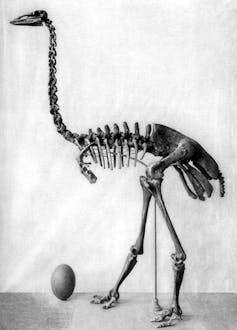Skeleton of a large bird, black and white image