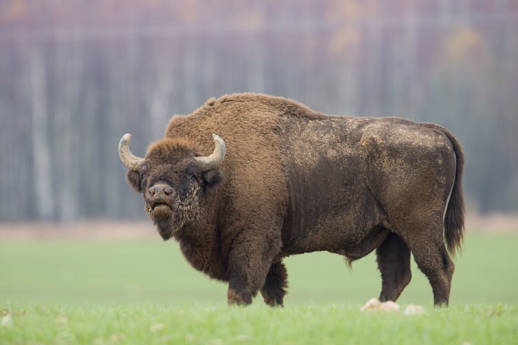 Brown bison stands alone.