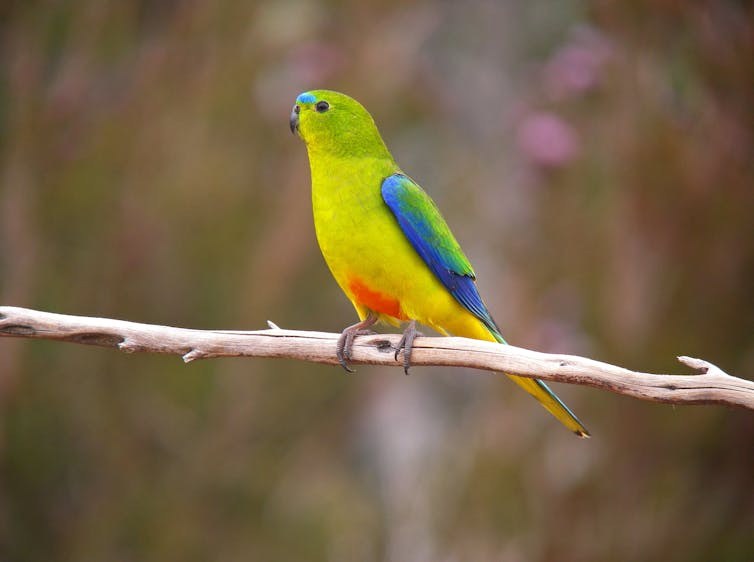 Colourful parrot on branch.