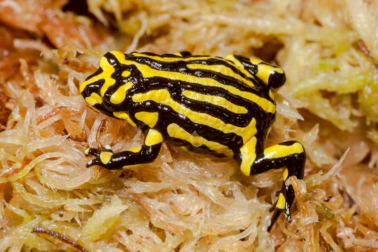 Yellow and black striped frog on sphagnum moss.