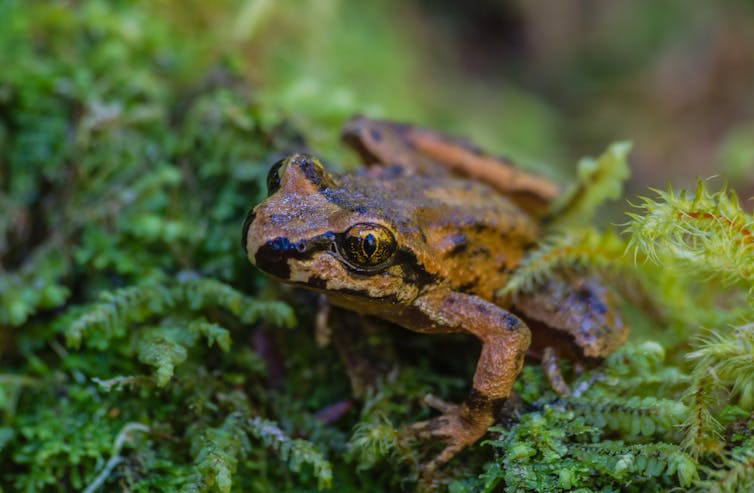 Brown frogs sits in grass.