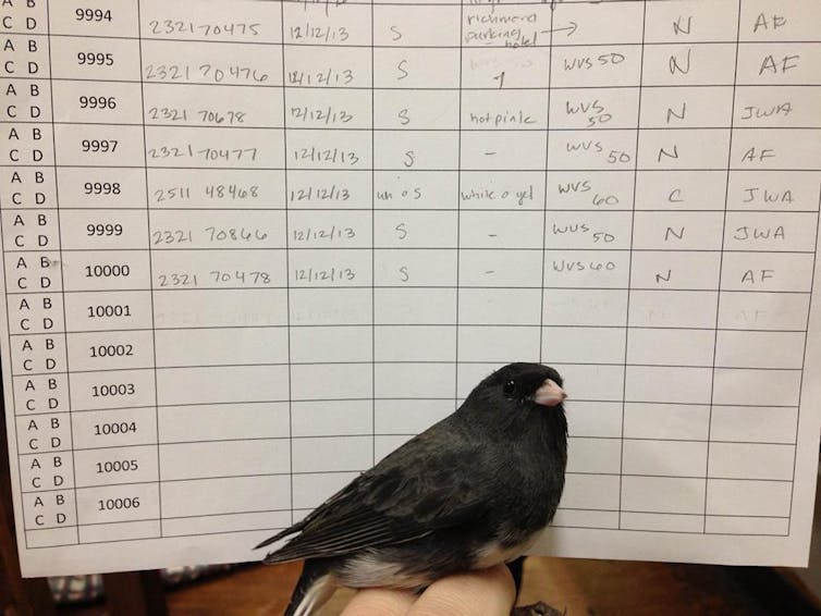 songbird in front of handwritten field notes