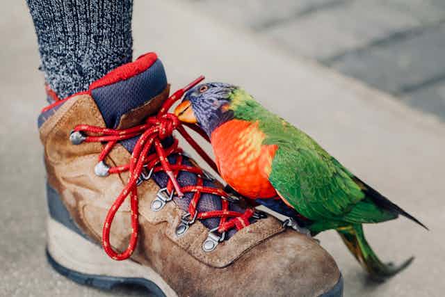 Rainbow lorikeet plays with a shoelace
