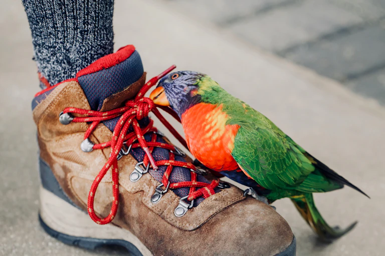 Rainbow lorikeet plays with a shoelace