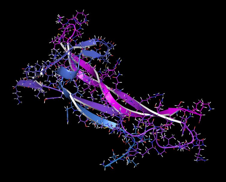 An illustration of a brain-derive neurotrophic factor molecule.
