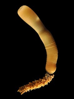 Adult priapulid worm.