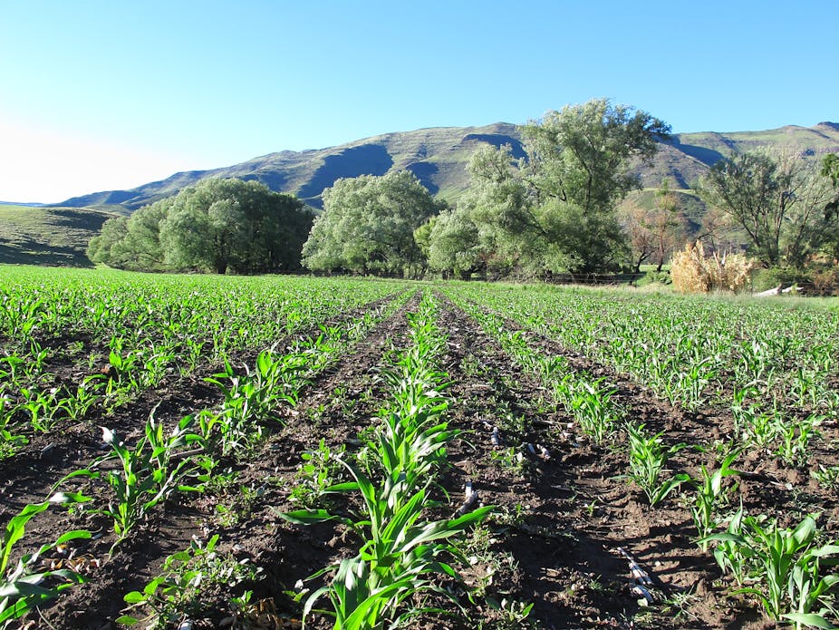 Rows of maize growing in a field