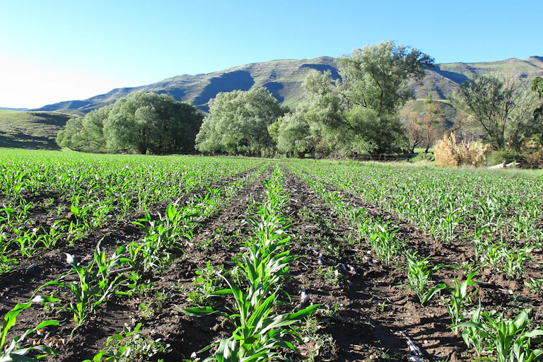 Rows of maize growing in a field