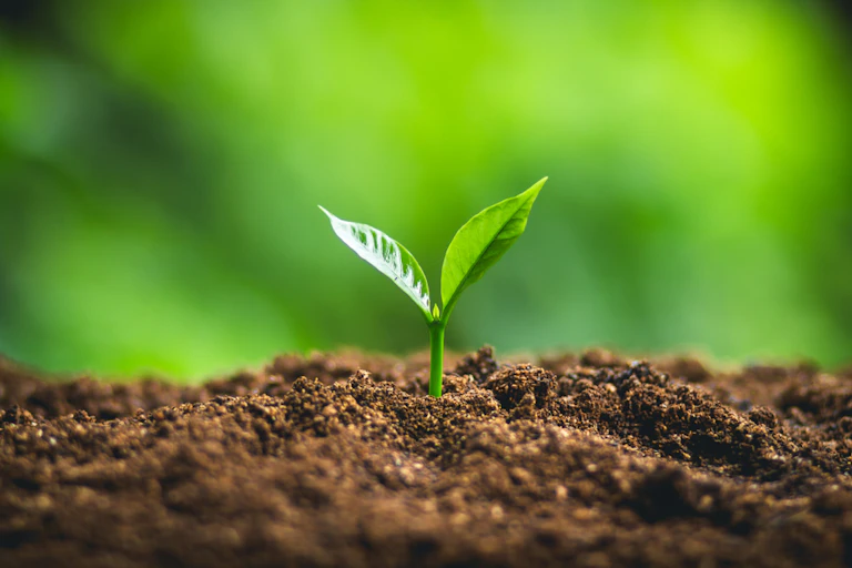A small, green plant emerging from the soil.