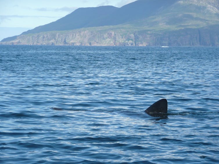 The dorsal fin of a basking shark breaking the surface of the sea.
