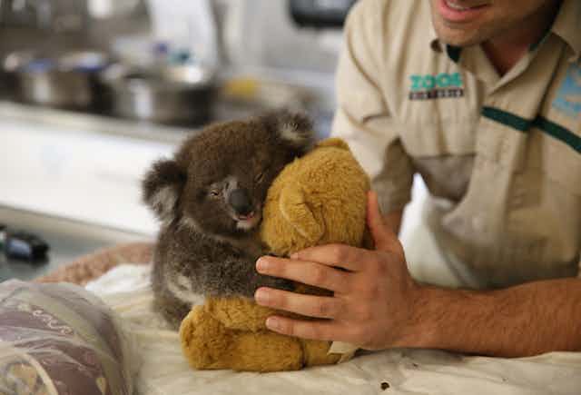 A baby koala with a wonky face hugging a teddy bear