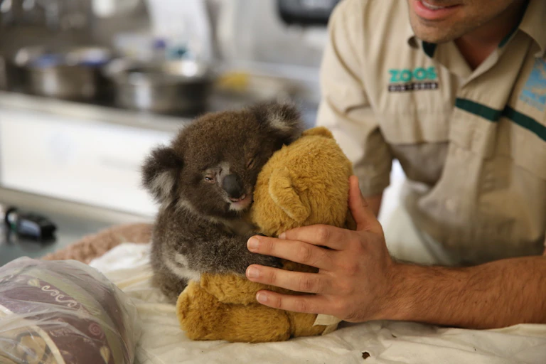 A baby koala with a wonky face hugging a teddy bear