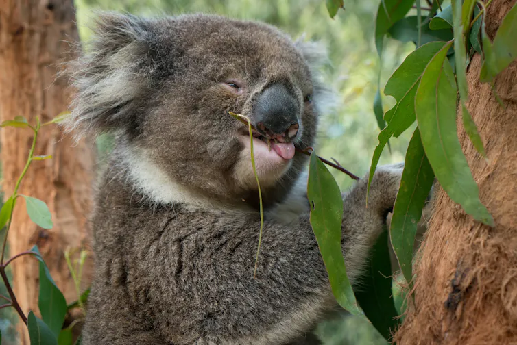 Noojee all grown up at Healesville Sanctuary, now with a crooked face.