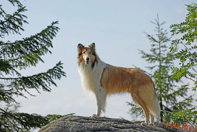 Lassie Web: Movies and Other Media