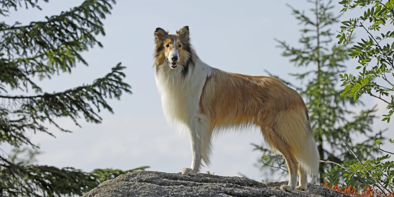 Lassie Come Home Review