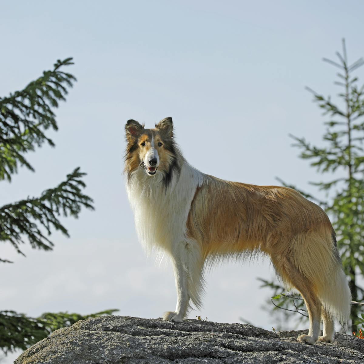 Was Lassie A Real Dog