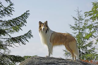 A collie dog stands on a ridge