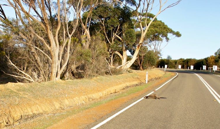 A dead kangaroo on the side of the road