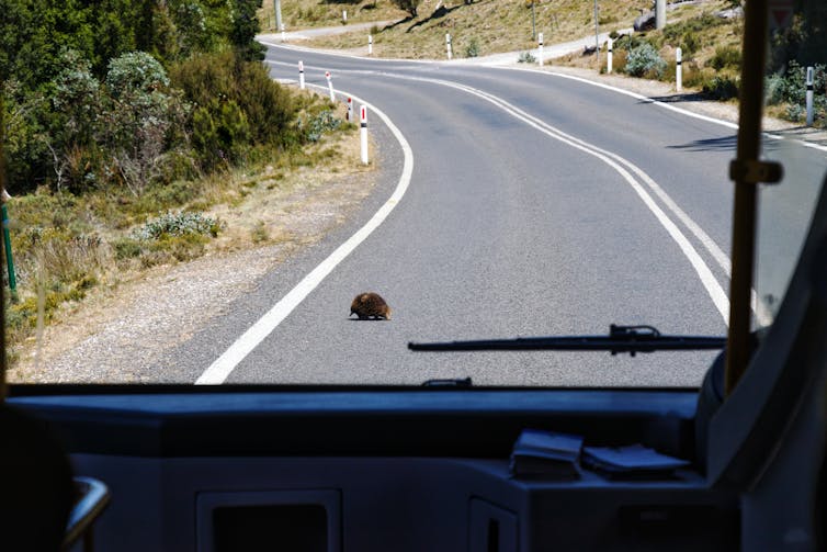 View from inside a bus of an echidna crossing the road