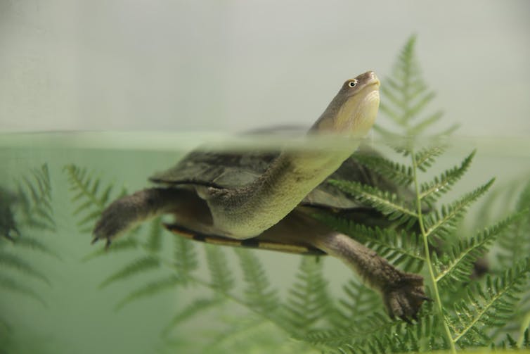 A long-necked turtle peeking over the water