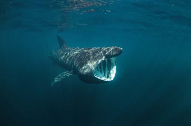 A basking shark shown feeding with its toothless mouth wide open.