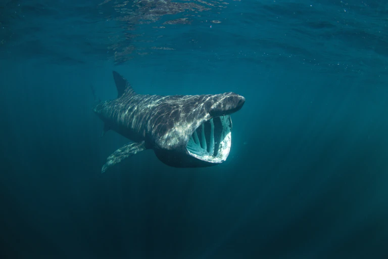 A basking shark shown feeding with its toothless mouth wide open.