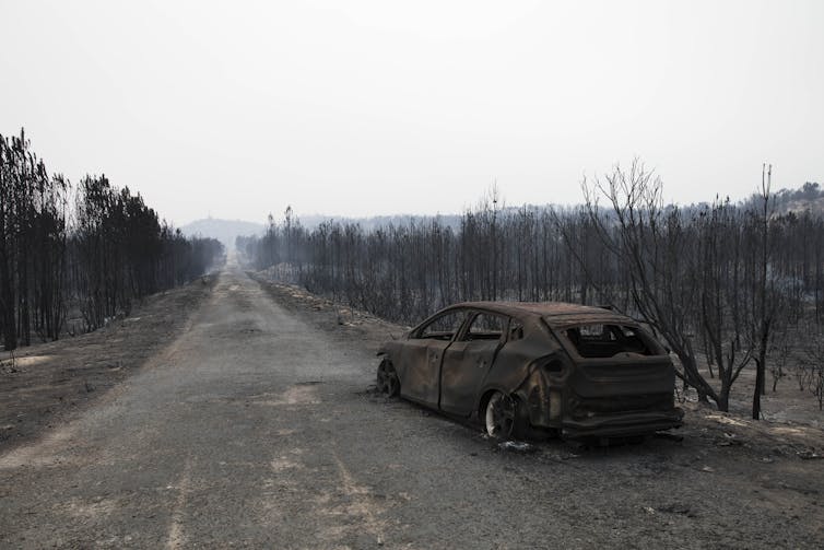 Burnt out car in burnt out forest.