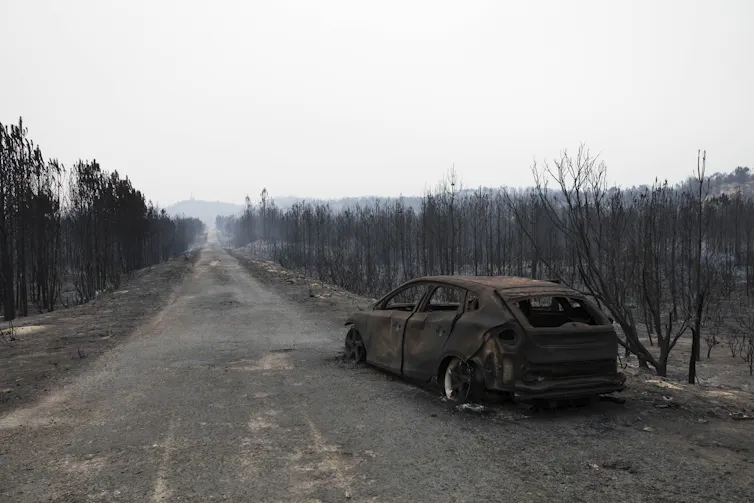 Burnt out car in burnt out forest.