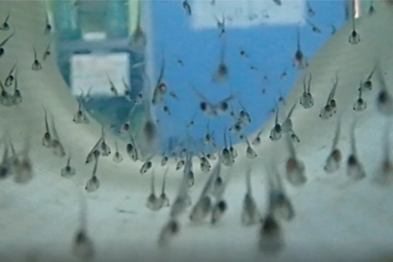 Tadpoles in a lab for research purposes.