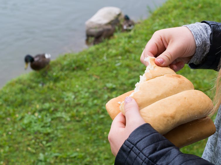 A pair of hands tear a bit of bread with a duck near a pond in the background.