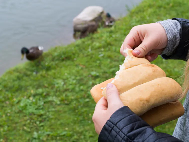 A pair of hands tear a bit of bread with a duck near a pond in the background.