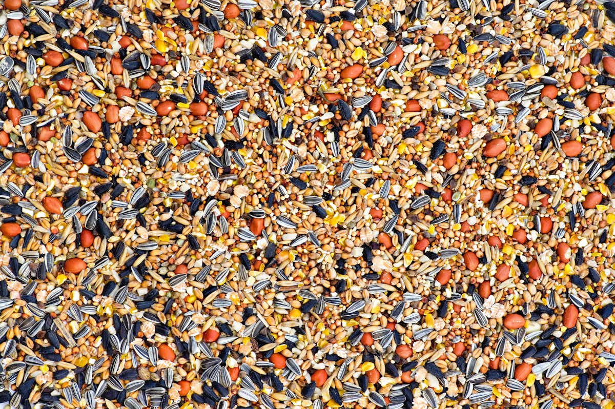 What to feed ducks – according to science
