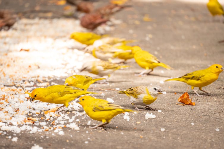 Yellow birds peck at rice strewn on a path.