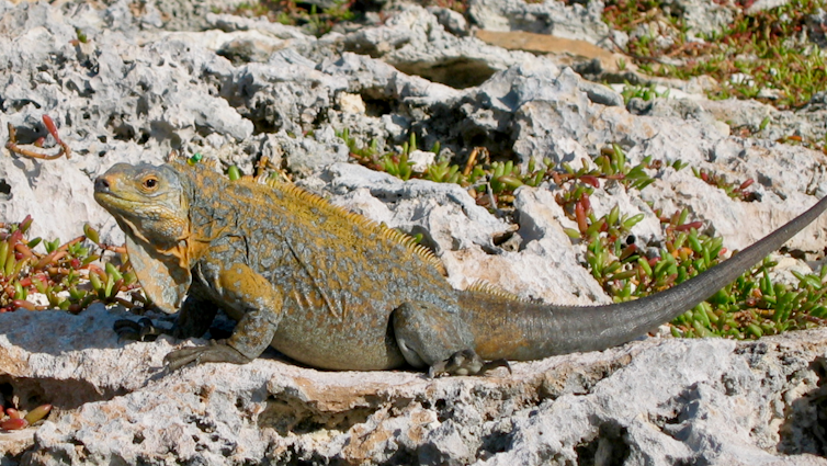 An iguana stands on a rock surface.