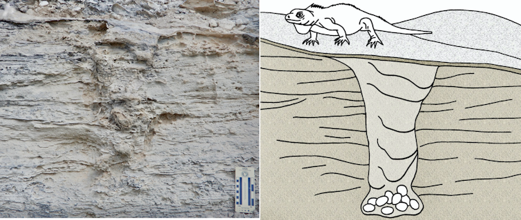 We discovered a 115,000-year-old iguana nest fossil in the Bahamas