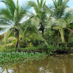 Tropical forested wetland