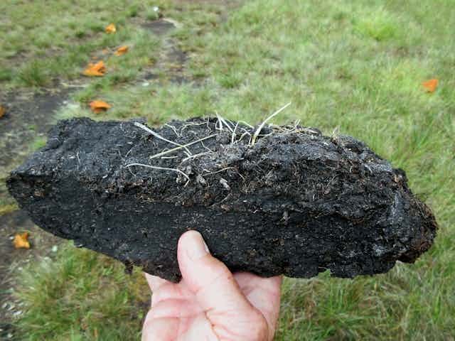 Hand holding large chunk of Irish peat