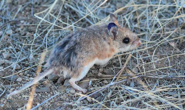 Grasshopper mouse in the Arizona desert