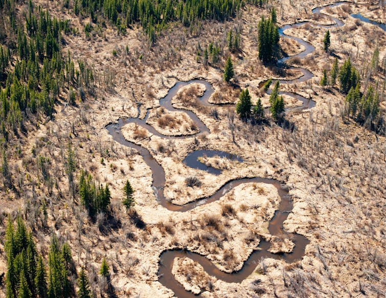 aerial view of bog and boreal forest, with a twisting creek running through it