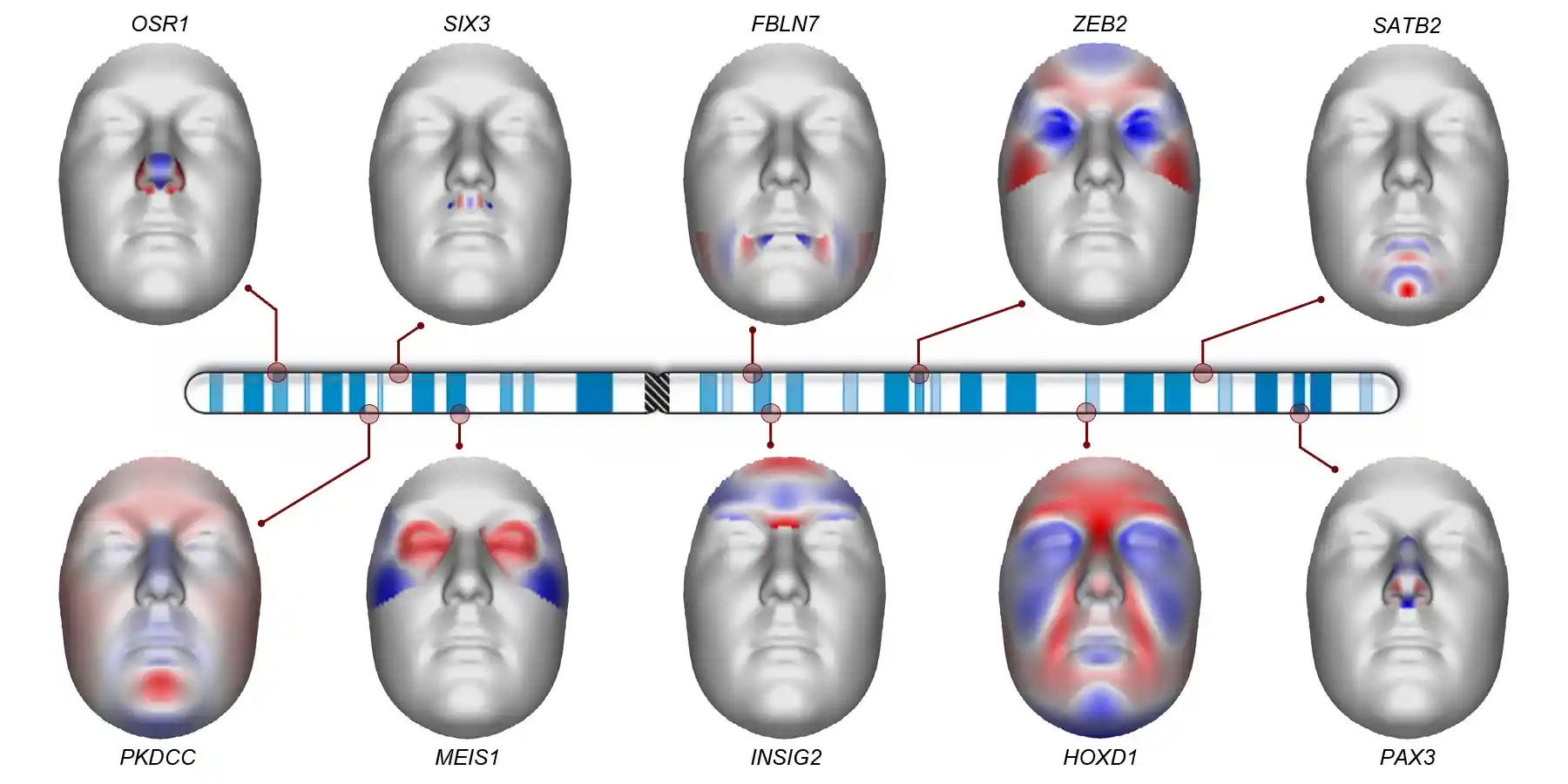Triangular Face Genetic We scanned the DNA of 8,000 people to see how facial features are ...