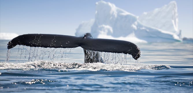 The Thing: dread fears and the 'Other' in the polar environment