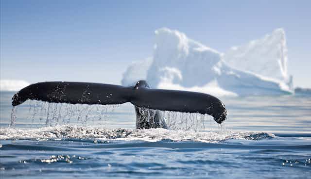 A black whale fluke rises out of the water with an iceberg in the background.