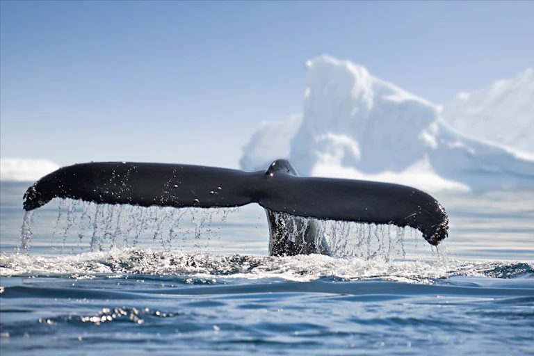 A black whale fluke rises out of the water with an iceberg in the background.
