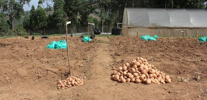 Stop Gmo 2gaming Potatoes Stop Gmo 2gaming Potatoes