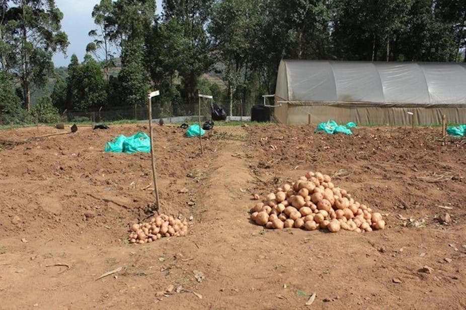 Comparison of potatoes in a field.