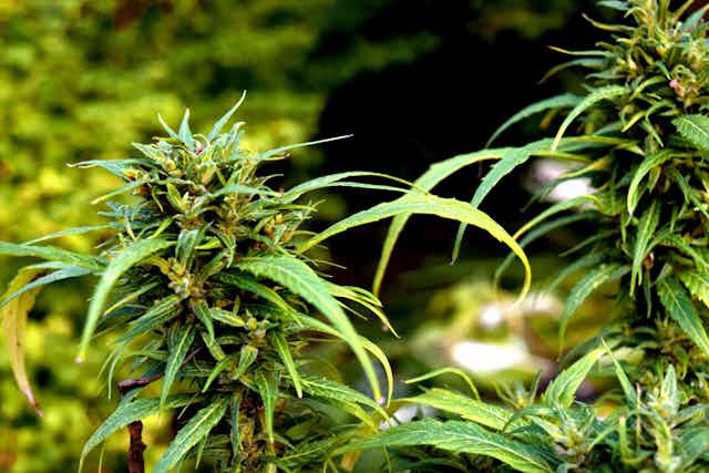Green cannabis plant.
