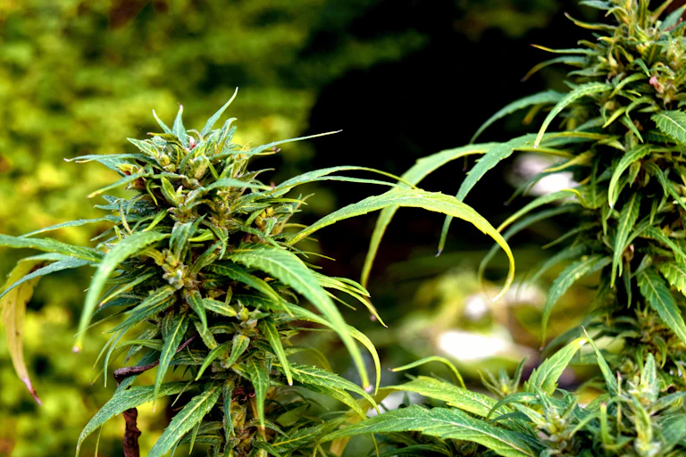 Green cannabis plant.