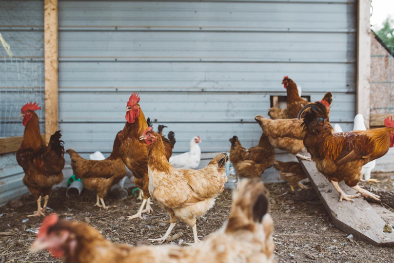 A flock of hens in front of grey wall.