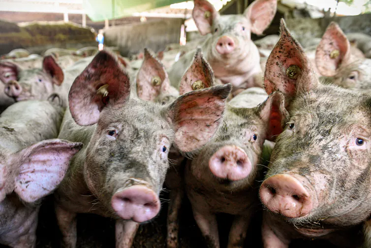Jostling pigs look at the camera.